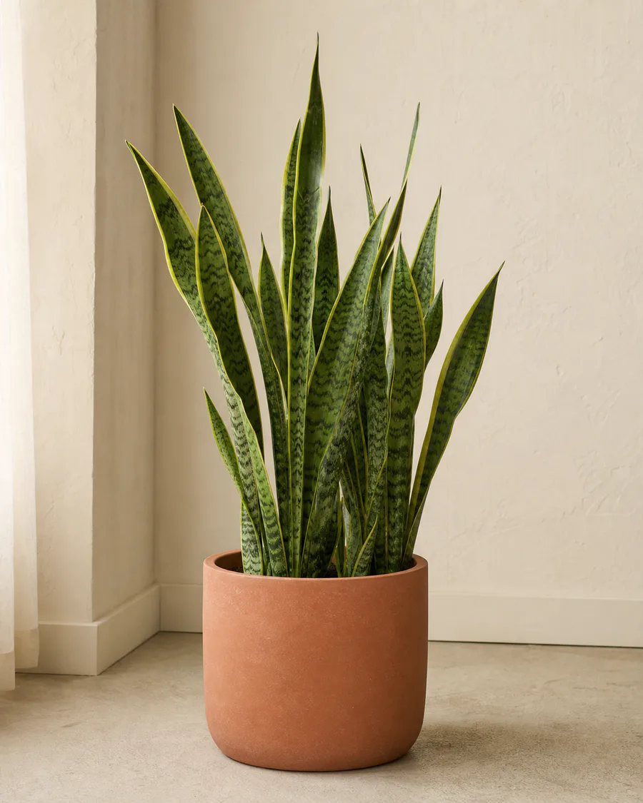Mature Snake Plant with upright patterned leaves in a terracotta pot